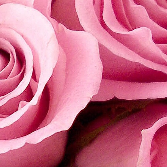 Meet your Posher, Jackie - Picture 3 of 3